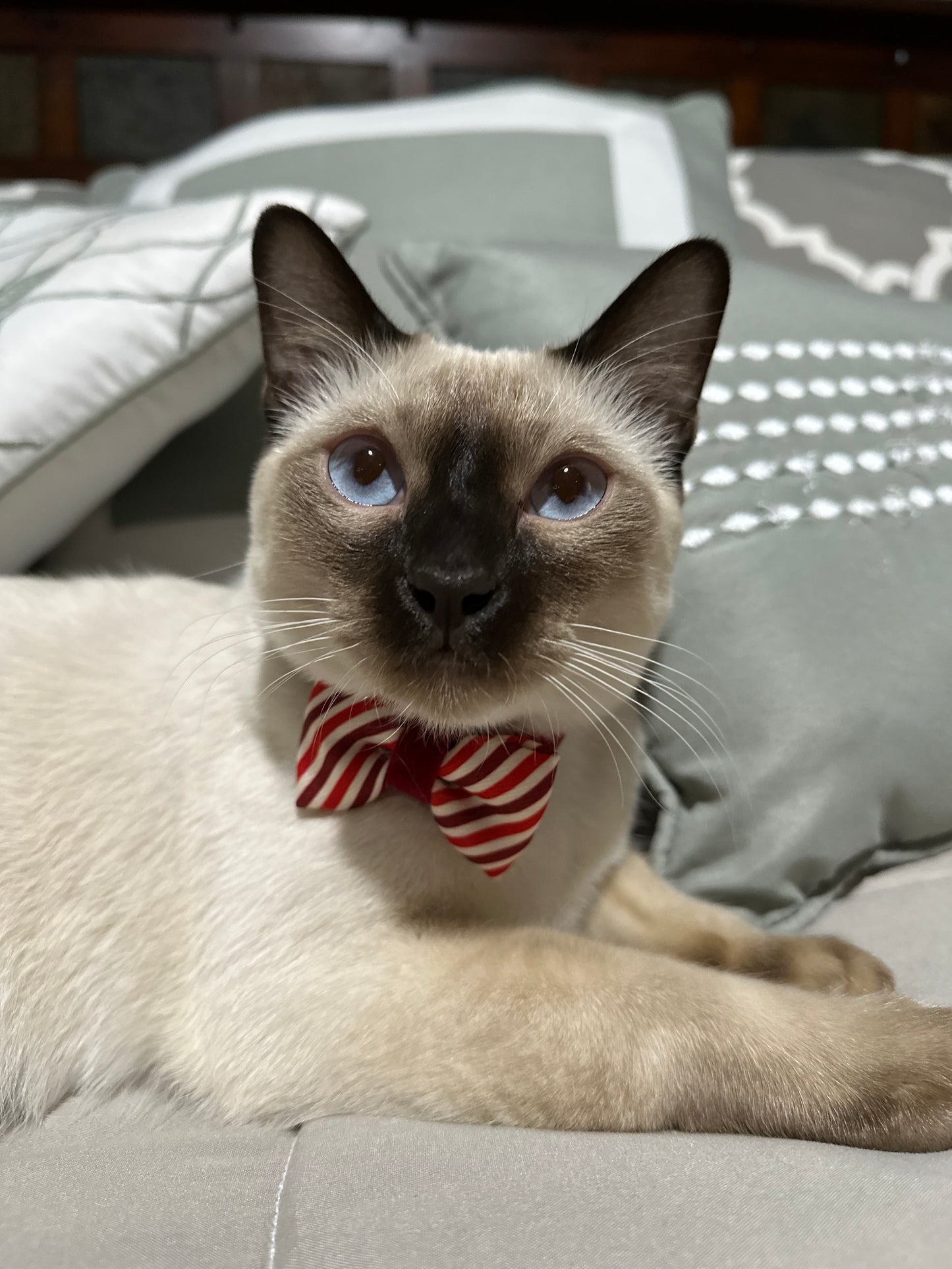 Custom 3D-Printed Whiskers for LEGO® Tuxedo Cat – 6 Pack (3 Pair/Sets) – 3 Unique Styles – Snap-In Accessory